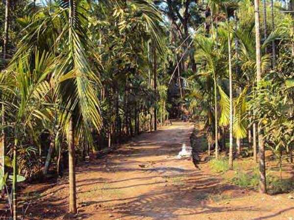 Kokan Beach Resort, Dapoli 3